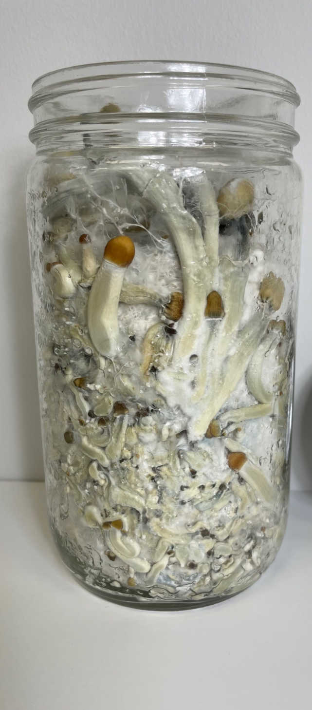 3 Quick Colonizing 5-Grain 24oz Mushroom Spawn Jars Grow mushrooms in Bulk! 